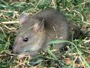 More House Mice