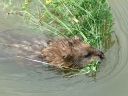 More Muskrats