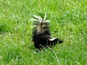 More Striped Skunks