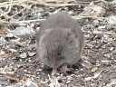 More Meadow Voles