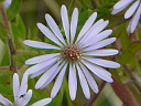 Amethyst Aster