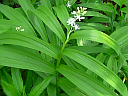 Star-flowered Solomon's Seal