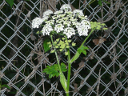 Cow Parsnip