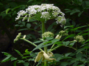 More Giant Hogweed