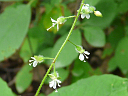 Enchanter's Nightshade