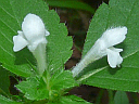 Hemp Nettle