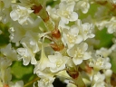 Japanese Knotweed