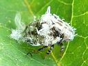 Acanalonia bivittata nymph