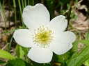 Canada Anemone