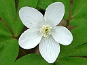 Wood Anemone