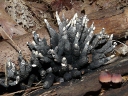 Fungi - Ascomycota