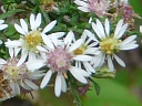 Calico Aster