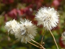 Flat-topped White Aster