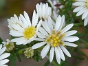 Heath Aster