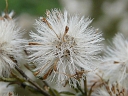 Panicled Aster