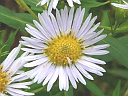 Purple-stemmed Aster