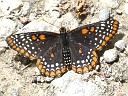 Brush-footed Butterflies