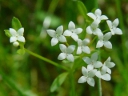 Bluntleaf Bedstraw