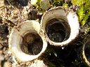 More Bird's Nest Fungus