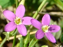 Branched Centaury