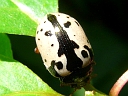 Calligrapha Beetle
