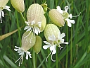 Bladder Campion