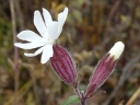 White Campion