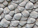 Ceramic Parchment Fungus