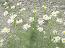 Wild Chamomile