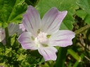 Common Mallow