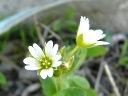 Common Chickweed