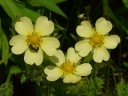 More Rough-fruited Cinquefoil