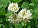 White Clover