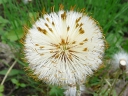 Coltsfoot