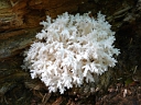 Tooth & Coral Fungi