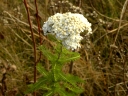 Common Yarrow