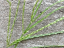 Crab Grass
