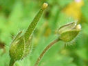 More Small-flowered Cranesbill