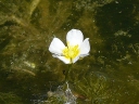 White Water-Crowfoot