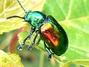 More Dogbane Leaf Beetles