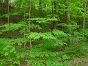 Alternate-leaf Dogwood