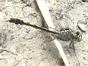 Clubtail Dragonflies