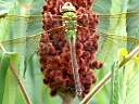 Darner Dragonflies