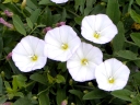 Field Bindweed
