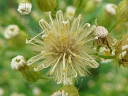 Canada Fleabane