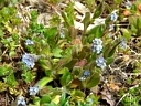 More Strict Forget-me-not