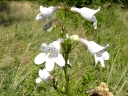 Foxglove Beardtongue