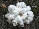 More Unidentified Fungus