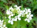 Garlic Mustard