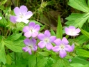 More Wild Geranium